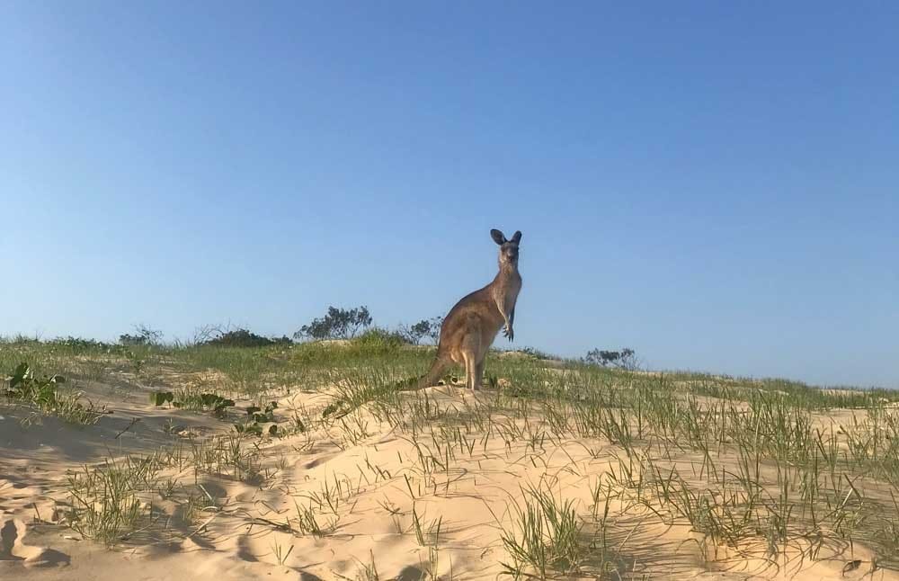 Canguro en la playa